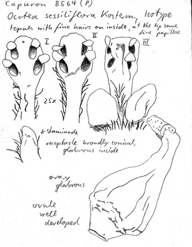 Vorschaubild Ocotea sessiliflora Kosterm.